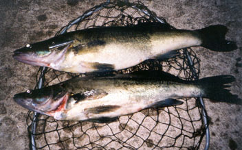 Kuhat 2,7 ja 2,1 kg Nsijrvi heinkuu 2003. Kalastaja Ismo Kolari.