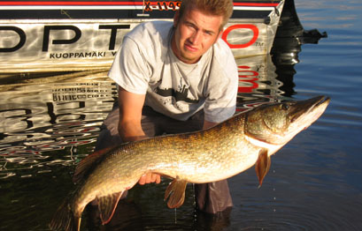 Hauki 11,7 kg. Vilpunreitti 6.7.2005. Kalastajat Mikko Lampi ja Lauri Ohvo.
