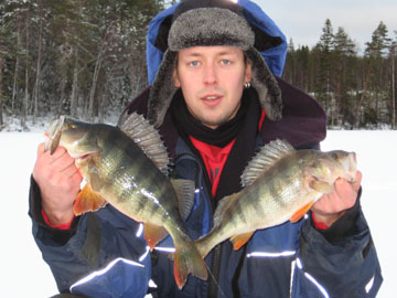 Ahven 920 g, metsäjärvi 9.1.2009. Kalastaja Mikko Jussila.