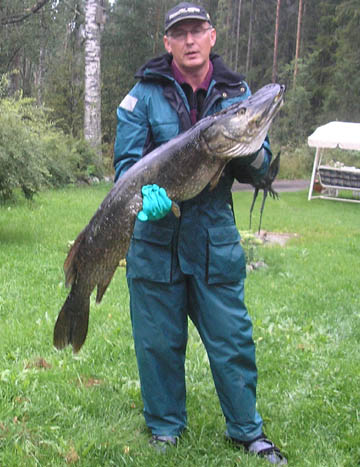 Hauki 15,15 kg, Näsijärvi 15.8.2007. Kalastaja Olli Oksanen.