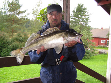 Kuha 2,3 kg, Rautavesi 3.9.2008. Kalastaja Mikko Ollilla.